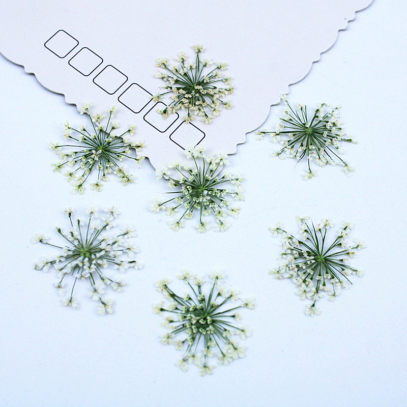Resin Art Baby - 500pcs 레이스 꽃 말린 꽃 압축