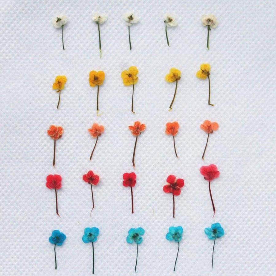 60개입 미니 압화 꽃 - 사진 액자, 레진 주얼리,  - Resin Art Equipment 리뷰 및 가격