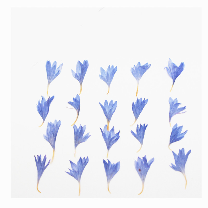 60개입 미니 압화 꽃 - 사진 액자, 레진 주얼리,  - Resin Art Equipment 리뷰 및 가격