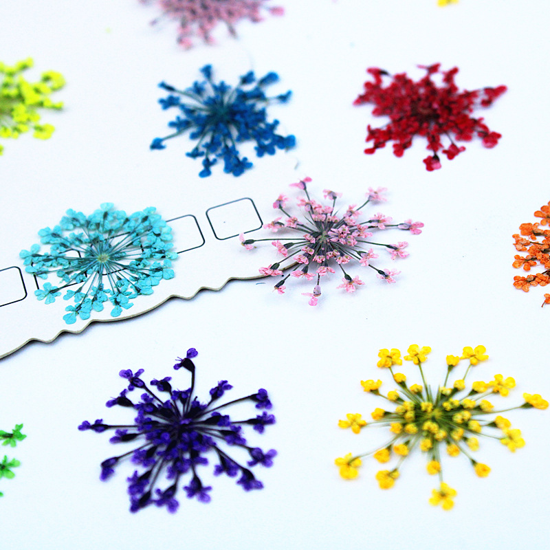 500pcs 레이스 꽃 말린 꽃 압축 꽃 DIY 재료  - Resin Art Baby 리뷰 및 가격